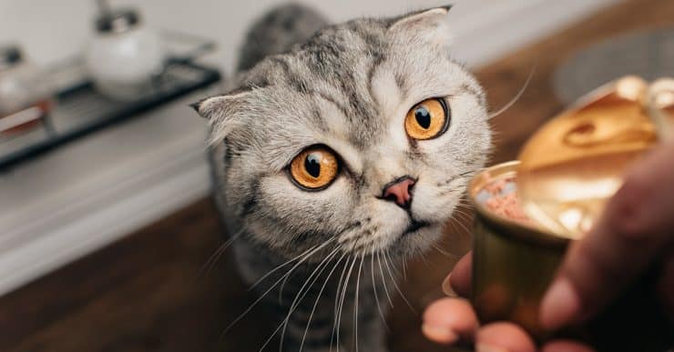 Alimentation du Scottish Fold