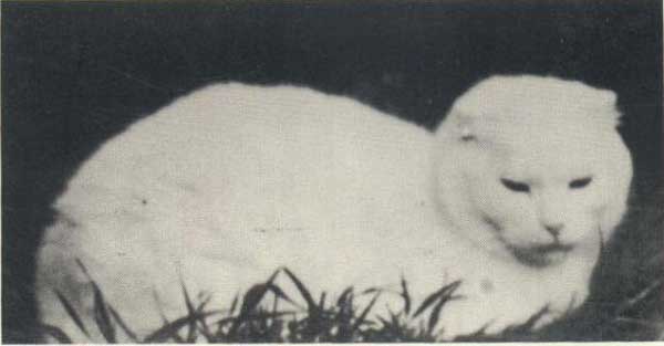 Susie le 1er Scottish Fold